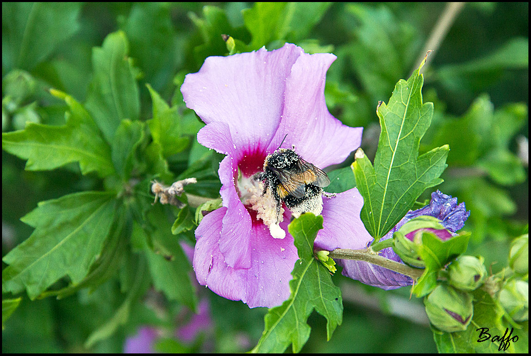 Abbuffata di polline.